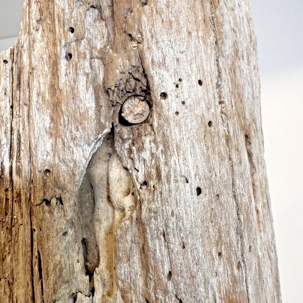 California Coast Natural Driftwood for Crafts, Decor White Rustic 11x4” 1.35